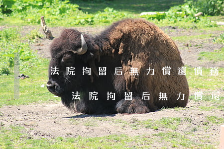 法院拘留后無力償還債務(wù)怎么處理-法院拘留后無力償還債務(wù)怎么處理呢