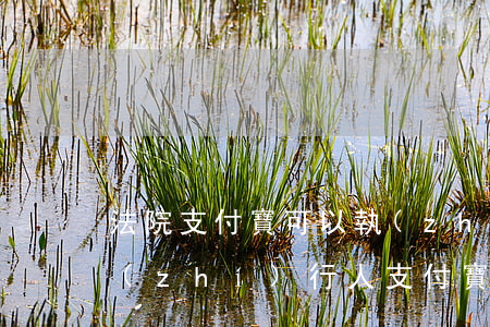 法院支付寶可以執(zhí)行嗎(法院被執(zhí)行人支付寶能用么)