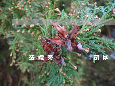 法院旁聽駕駛證可以嗎(法院允許旁聽嗎)