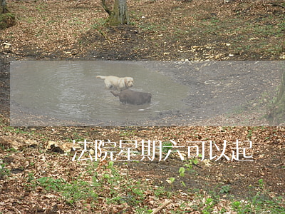 法院星期六可以起訴嗎(法院星期六日可以起訴嗎)