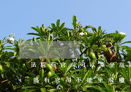 法院有官司可以乘坐高鐵動(dòng)車嗎(有官司不能坐飛機(jī)高鐵嗎)
