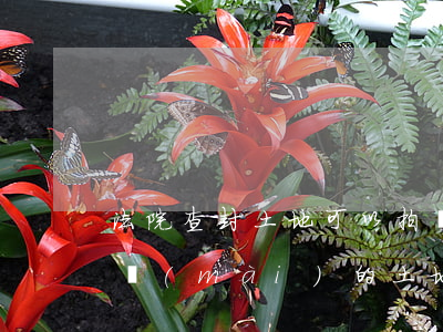 法院查封土地可以拍賣(mài)嗎(法院拍賣(mài)的土地能買(mǎi)嗎)