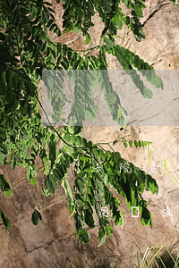 法院查封的場(chǎng)地可以租賃使用嗎(租賃房屋被法院查封拍賣)
