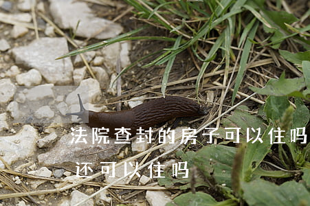 法院查封的房子可以住吗(住房被法院查封了还可以住吗?)