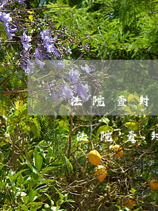 法院查封的車輛可以上保險(xiǎn)嗎(法院查封車輛保險(xiǎn)有理賠嗎)