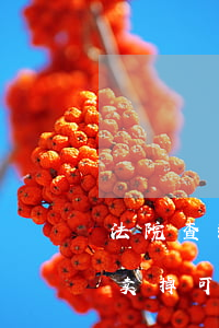 法院查封车辆可以报废吗(在法院查封前把车卖掉可以吗)