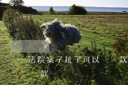 法院案子扯了可以辦貸款嗎(法院有案子可以貸款嗎)