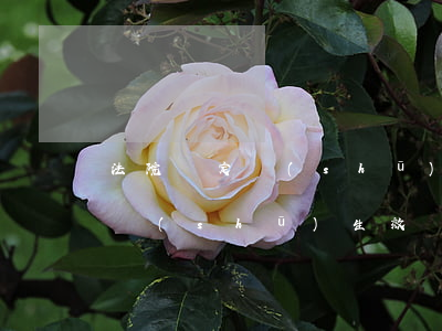 法院決定書(shū)可以上訴嗎(如果判決書(shū)生效,還能上訴嗎)