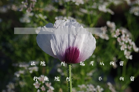法院沒判決就可以拘留嗎(沒有執(zhí)行法院判決會不會拘留)