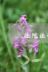 法院法金可以分期嗎