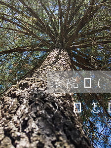 法院測(cè)謊可以重新申請(qǐng)嗎(怎樣可以申請(qǐng)測(cè)謊)