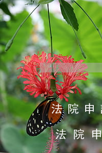 法院申請強制執(zhí)行后可以撤回嗎(法院申請強制執(zhí)行后可以撤回嗎)