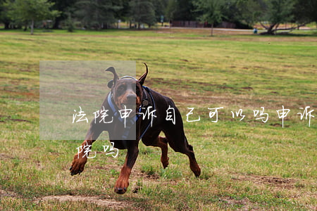 法院申诉自己可以吗(申诉可以直接去最高法院吗)