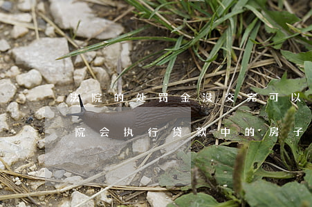 法院的处罚金没交完可以贷款吗(不交罚金,法院会执行贷款中的房子吗)