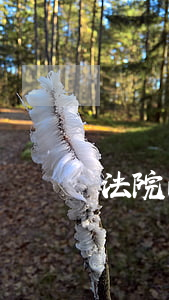 法院的懸賞公告人可以坐火車嗎