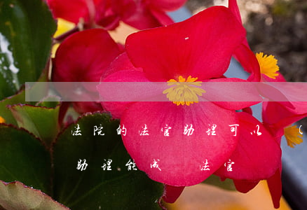 法院的法官助理可以結(jié)婚嗎(法官助理能成為法官嗎)