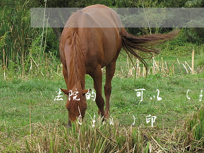 法院的筆錄可以復(fù)印嗎(庭審筆錄能復(fù)印嗎)