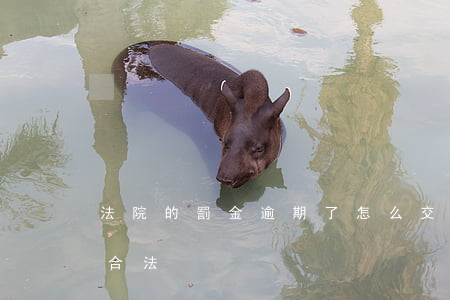 法院的罰金逾期了怎么交(逾期罰金多少錢才合法)