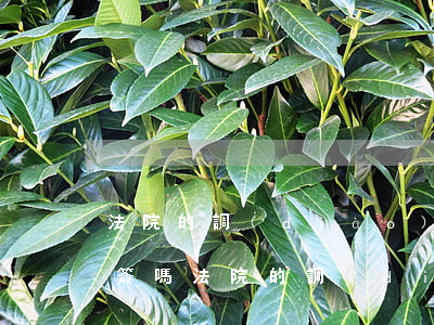 法院的調(diào)解書委托律師可以代簽嗎(法院的調(diào)解書委托律師可以代簽嗎)