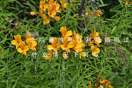 法院真的可以判離婚嗎(法院不能判離婚是在什么情況下可以)
