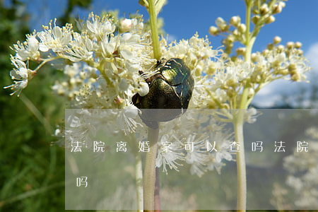 法院离婚案可以查吗(法院判决离婚能查出来吗)