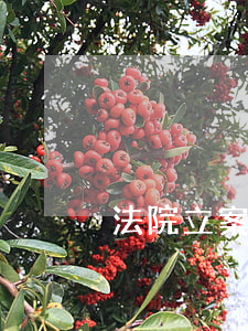 法院立案后可以取消嗎