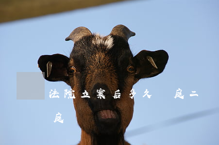 法院立案后多久開庭(二審法院立案后多久開庭)