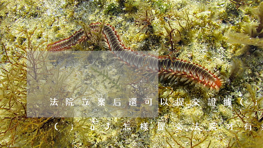 法院立案后還可以提交證據(jù)嗎(證據(jù)怎樣提交法院才有效)