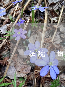 法院競拍車的車牌可以過戶嗎