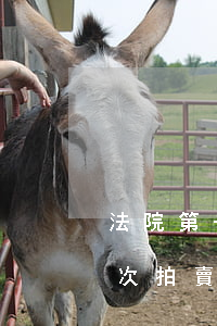 法院第一次拍賣后可以以物抵債嗎(法院第一次拍賣后可以以物抵債嗎)