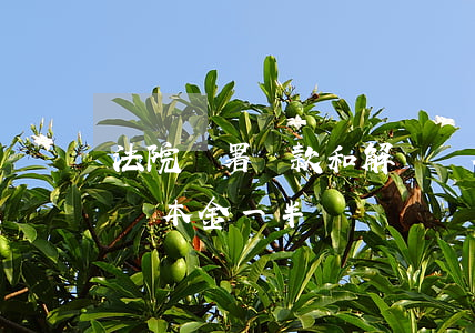 法院簽署還款和解書沒有履行全（法院和解只還本金一半）