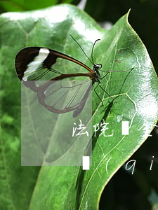 法院罰金不交可以買房貸款嗎(法院罰金不交強(qiáng)制執(zhí)行房產(chǎn)嗎)