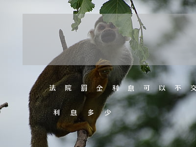 法院罰金利息可以不交嗎(我罰金兩年沒有交利息多少)