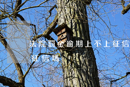 法院罰金逾期上不上征信(逾期沒有罰息會上征信嗎)