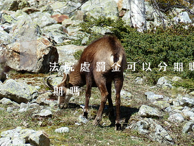 法院處罰金可以分期嗎(行政處罰罰款可以分期嗎)