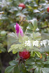 法院行政拘留可以帶手銬嗎(刑事拘留帶手銬嗎?)