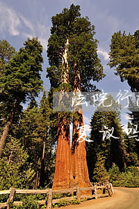 法院行政裁定书也可以复议吗(行政裁决可以复议吗)