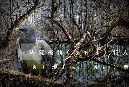 法院被執(zhí)行人可以報警嗎(發(fā)現(xiàn)老賴被執(zhí)行人可以報警嗎)