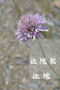 法院被執(zhí)行沒錢可以分期還嗎(被法院執(zhí)行的人可以分期還款嗎)