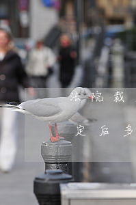 法院裁定拍賣無效可以異議嗎(拍賣異議在裁定后多久提出)