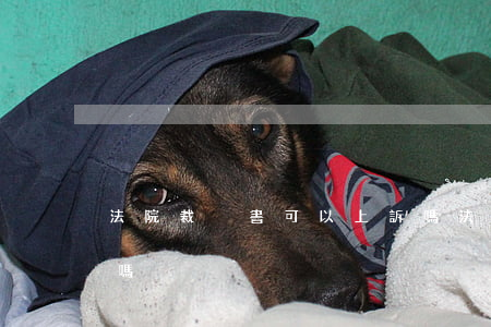 法院裁決書可以上訴嗎(法院的決定可以上訴嗎)