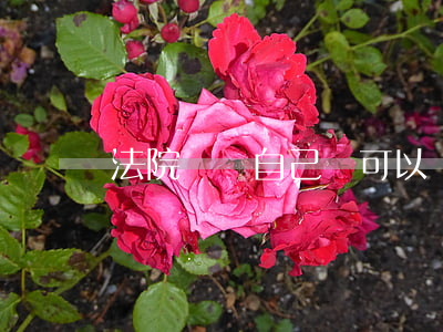 法院訴狀自己寫可以嗎(法院訴狀自己寫可以嗎)