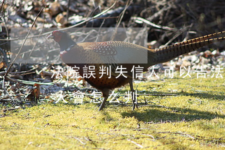 法院誤判失信人可以告法院嗎(法院起訴失信人會怎么判)