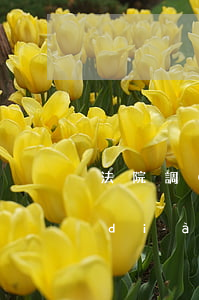 法院調(diào)解可以不去嗎(法院調(diào)解不去的話會怎么樣)