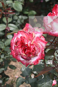 法院調(diào)解書可以申請(qǐng)強(qiáng)制執(zhí)行嗎(法院調(diào)解書有強(qiáng)制執(zhí)行力嗎)