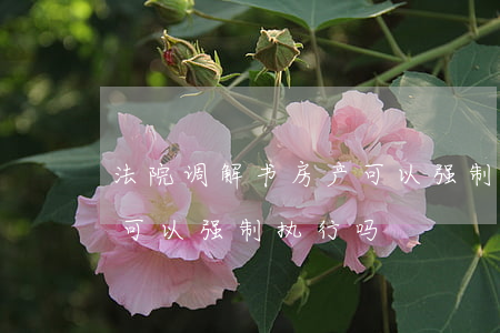 法院调解书房产可以强制执行吗(司法调解书可以强制执行吗)