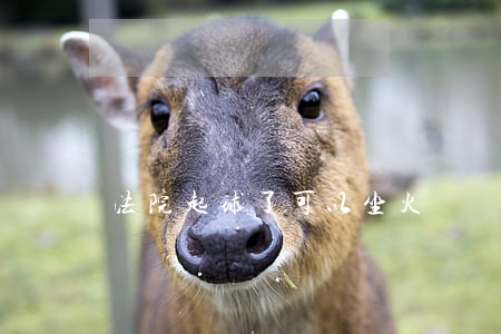 法院起球了可以坐火車嗎