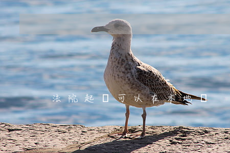 法院起訴可以在本地嗎