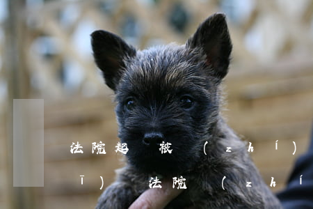 法院起訴被執(zhí)行可以坐飛機(jī)嗎(法院執(zhí)行可以做飛機(jī)嗎?)