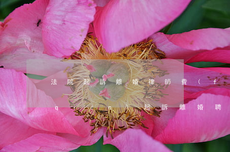 法院起訴離婚律師費(fèi)用多少錢(qián)(起訴離婚聘請(qǐng)律師需要多少錢(qián))
